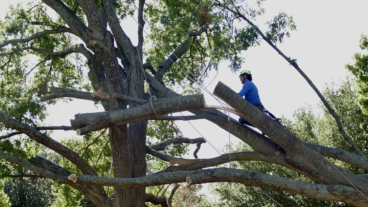 Professional Hazardous Tree Removal performed by certified arborists in Lockhart