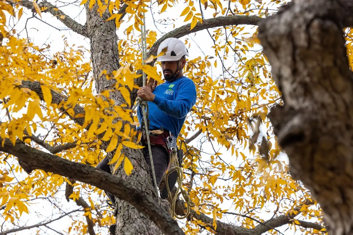 Skilled Tree Transplanting crew working in Lockhart
