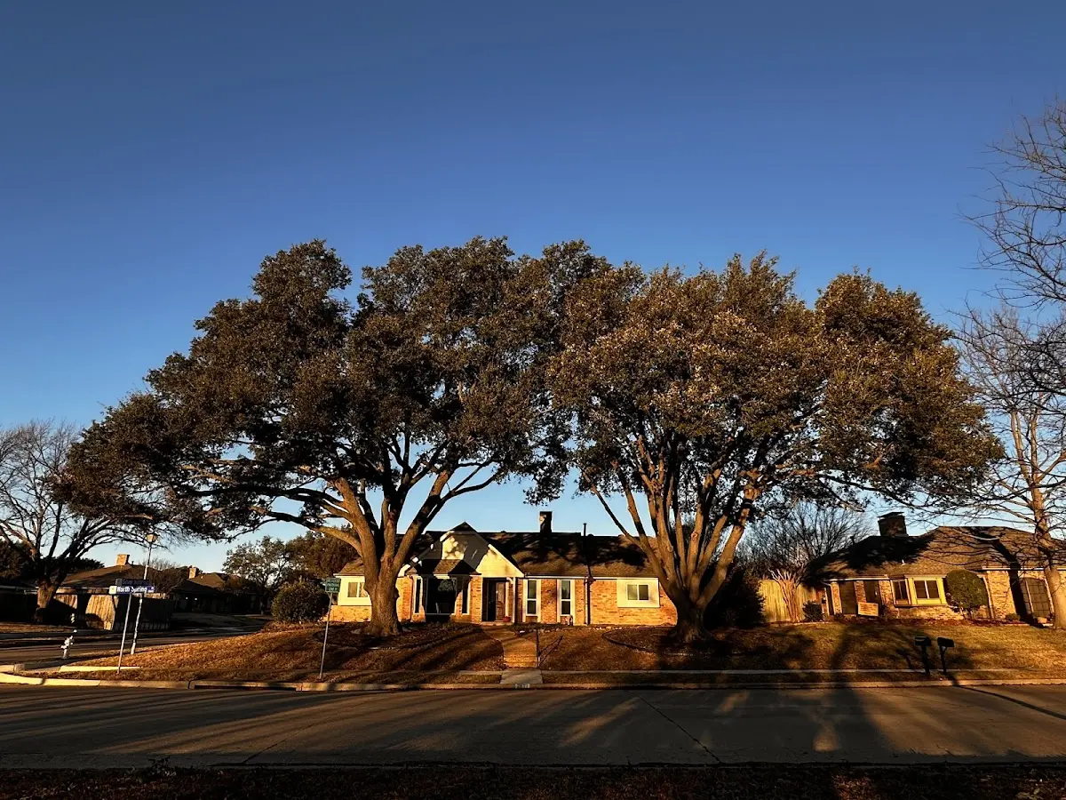 Established residential canopy tree shading a home in Lockhart